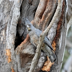 Callocephalon fimbriatum (Gang-gang Cockatoo) at Hughes, ACT - 31 Oct 2025 by LisaH