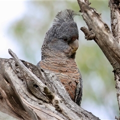 Callocephalon fimbriatum (Gang-gang Cockatoo) at Hughes, ACT - 31 Oct 2025 by LisaH