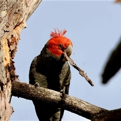 Callocephalon fimbriatum (Gang-gang Cockatoo) at Hughes, ACT - 31 Oct 2025 by LisaH