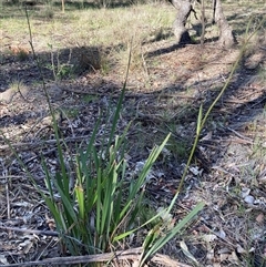 Dianella revoluta var. revoluta (Black-Anther Flax Lily) at Watson, ACT - 30 Oct 2025 by waltraud