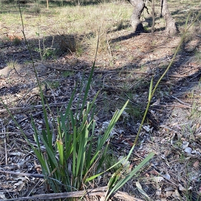 Dianella revoluta var. revoluta (Black-Anther Flax Lily) at Watson, ACT - 30 Oct 2025 by waltraud