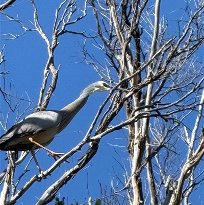 Egretta novaehollandiae at  - suppressed by yellowboxwoodland