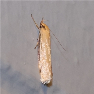 Philobota latifissella (A Concealer moth (Philobota group) at Turner, ACT - 31 Oct 2025 by ConBoekel