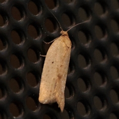 Unverified Moth (Lepidoptera) at Turner, ACT - 31 Oct 2025 by ConBoekel