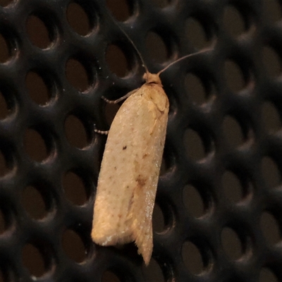 Unverified Moth (Lepidoptera) at Turner, ACT - 31 Oct 2025 by ConBoekel