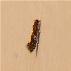 Monopis crocicapitella (Bird Nest Moth) at Turner, ACT - 31 Oct 2025 by ConBoekel