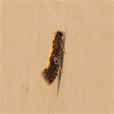 Monopis crocicapitella (Bird Nest Moth) at Turner, ACT - 31 Oct 2025 by ConBoekel