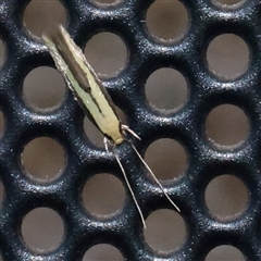 Opogona stenocraspeda (A Clothes Moth (Hieroxestinae) at Turner, ACT - 31 Oct 2025 by ConBoekel