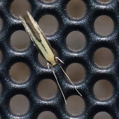 Opogona stenocraspeda (A Clothes Moth (Hieroxestinae) at Turner, ACT - 31 Oct 2025 by ConBoekel