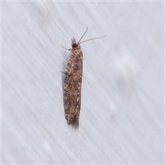 Unverified Moth (Lepidoptera) at Turner, ACT - 31 Oct 2025 by ConBoekel