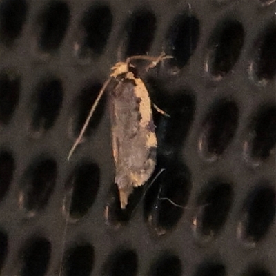 Hoplostega ochroma (a Eulechria Group moth) at Turner, ACT - 31 Oct 2025 by ConBoekel