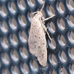 Eulechria convictella (Eulechria convictella) at Turner, ACT - 31 Oct 2025 by ConBoekel