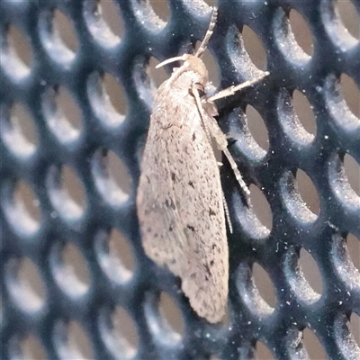 Eulechria convictella (Eulechria convictella) at Turner, ACT - 31 Oct 2025 by ConBoekel
