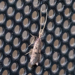 Lecithocera (genus) (A Gelechioid moth) at Turner, ACT - 31 Oct 2025 by ConBoekel