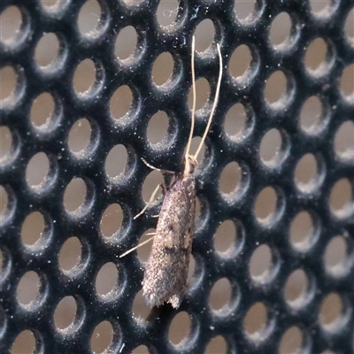 Lecithocera (genus) (A Gelechioid moth) at Turner, ACT - 31 Oct 2025 by ConBoekel