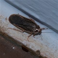 Calolampra sp. (genus) (Bark cockroach) at Turner, ACT - 31 Oct 2025 by ConBoekel