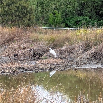 Ardea alba at Holder, ACT - 21 Oct 2025 by Miranda