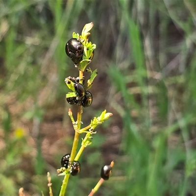 Chrysolina quadrigemina (Greater St Johns Wort beetle) at Isaacs, ACT - 1 Nov 2025 by Mike