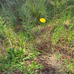 Hypochaeris radicata (Cat's Ear, Flatweed) at Isaacs, ACT - 1 Nov 2025 by Mike