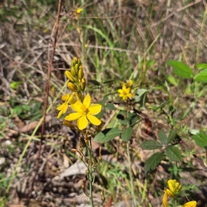 Bulbine bulbosa (Golden Lily, Bulbine Lily) at Isaacs, ACT - 1 Nov 2025 by Mike