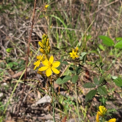 Bulbine bulbosa (Golden Lily, Bulbine Lily) at Isaacs, ACT - 1 Nov 2025 by Mike