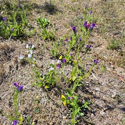 Echium plantagineum (Paterson's Curse) at Isaacs, ACT - 1 Nov 2025 by Mike