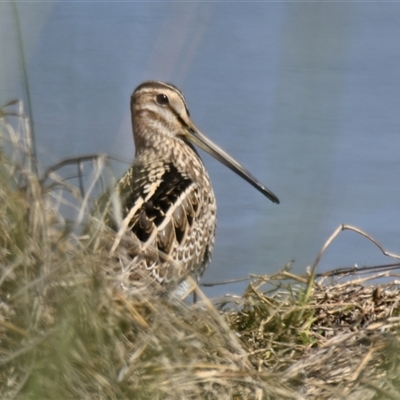 Gallinago hardwickii (Latham's Snipe) at Dunlop, ACT - 1 Nov 2025 by Thurstan
