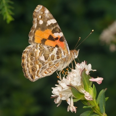 Vanessa kershawi (Australian Painted Lady) at Downer, ACT - 1 Nov 2025 by RobertD