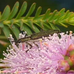 Eleale aspera (Clerid beetle) at Downer, ACT - 1 Nov 2025 by RobertD