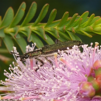 Eleale aspera (Clerid beetle) at Downer, ACT - 1 Nov 2025 by RobertD