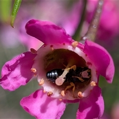 Hylaeus (Gnathoprosopis) euxanthus (Plasterer bee) by chriselidie
