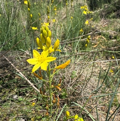 Bulbine glauca (Rock Lily) at Bungendore, NSW - 1 Nov 2025 by yellowboxwoodland