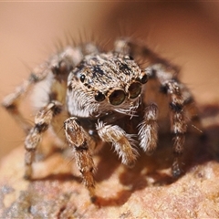 Euophryinae (subfamily) at Whitlam, ACT - 1 Nov 2025 by patrickcox