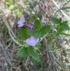 Veronica calycina (Hairy Speedwell) at Hackett, ACT - 1 Nov 2025 by SilkeSma