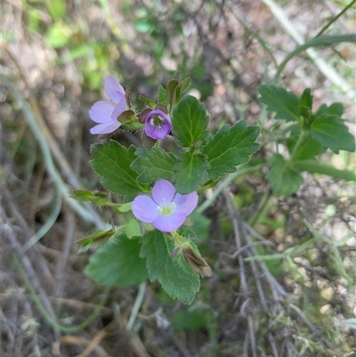 Veronica calycina (Hairy Speedwell) at Hackett, ACT - 1 Nov 2025 by SilkeSma