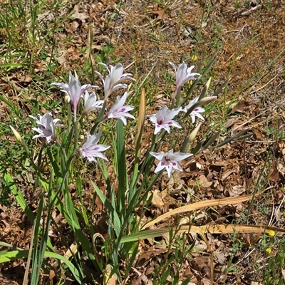 Unverified Lily or Iris at Isaacs, ACT - 1 Nov 2025 by Mike