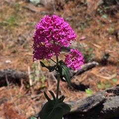 Centranthus ruber (Red Valerian, Kiss-me-quick, Jupiter's Beard) at Isaacs, ACT - 1 Nov 2025 by Mike