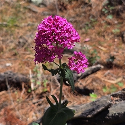 Centranthus ruber (Red Valerian, Kiss-me-quick, Jupiter's Beard) at Isaacs, ACT - 1 Nov 2025 by Mike