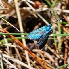 Pollanisus (genus) (A Forester Moth) at Isaacs, ACT - 1 Nov 2025 by Mike
