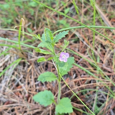 Veronica calycina (Hairy Speedwell) at Isaacs, ACT - 1 Nov 2025 by Mike