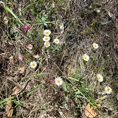 Erigeron karvinskianus (Seaside Daisy) at Isaacs, ACT - 1 Nov 2025 by Mike