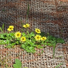 Arctotheca calendula (Capeweed, Cape Dandelion) at Isaacs, ACT - 1 Nov 2025 by Mike