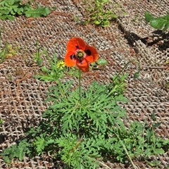 Papaver rhoeas (Flanders Poppy) at Isaacs, ACT - 1 Nov 2025 by Mike