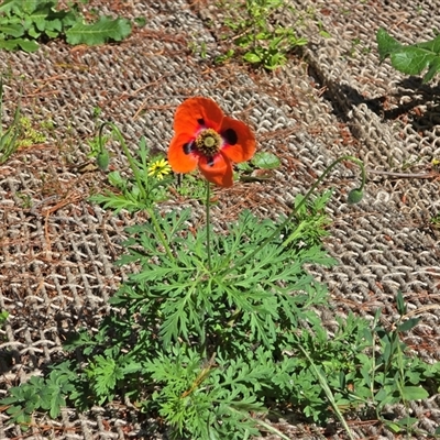 Papaver rhoeas (Flanders Poppy) at Isaacs, ACT - 1 Nov 2025 by Mike