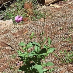 Papaver somniferum subsp. setigerum (Opium Poppy) at Isaacs, ACT - 1 Nov 2025 by Mike