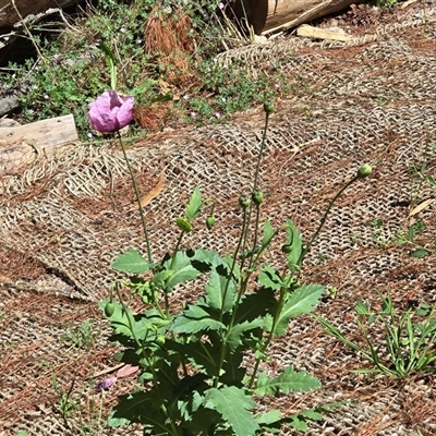 Papaver somniferum subsp. setigerum (Opium Poppy) at Isaacs, ACT - 1 Nov 2025 by Mike