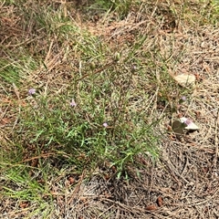 Vittadinia muelleri (Narrow-leafed New Holland Daisy) at Isaacs, ACT - 1 Nov 2025 by Mike