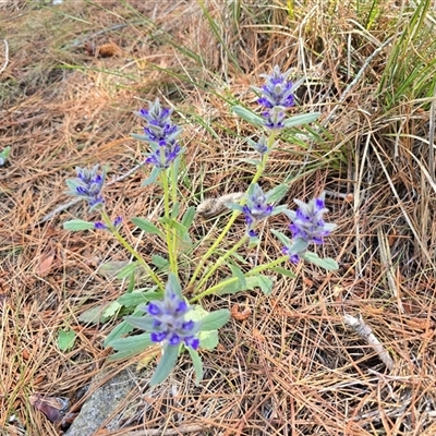 Ajuga australis (Austral Bugle) at Isaacs, ACT - 1 Nov 2025 by Mike