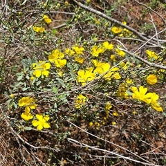 Hibbertia obtusifolia (Grey Guinea-flower) at Isaacs, ACT - 1 Nov 2025 by Mike