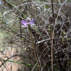 Thelymitra pauciflora at Hackett, ACT - 1 Nov 2025 by WalterEgo
